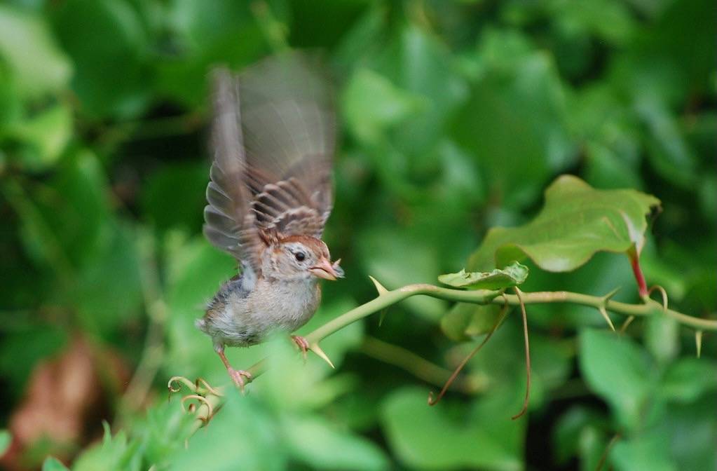 Field Sparrow by NCReedplayer is licensed under CC BY-ND 2.0